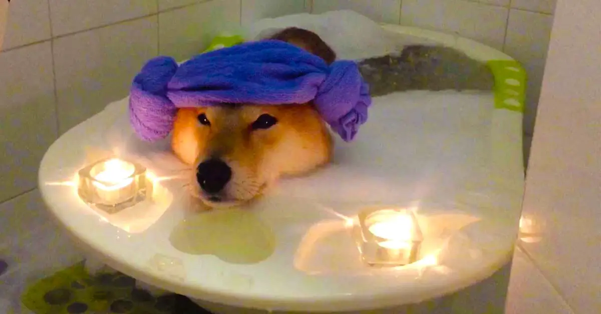 dog bubble bath