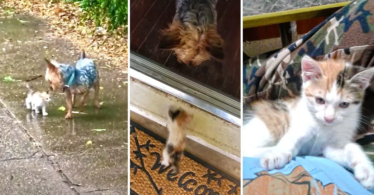 dog rescues kitten