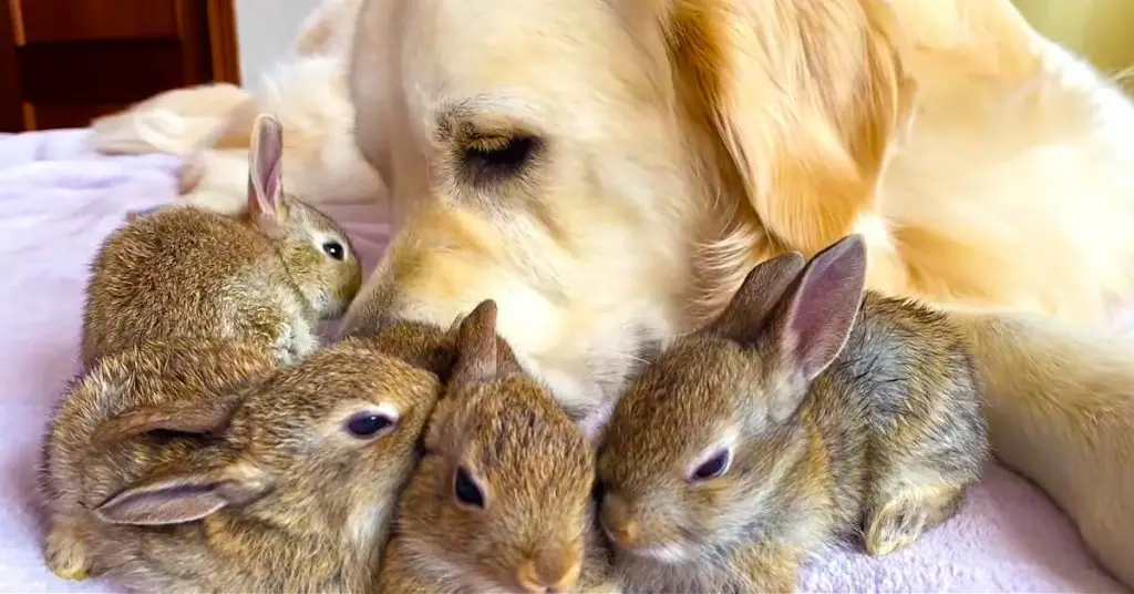 dog with bunnies