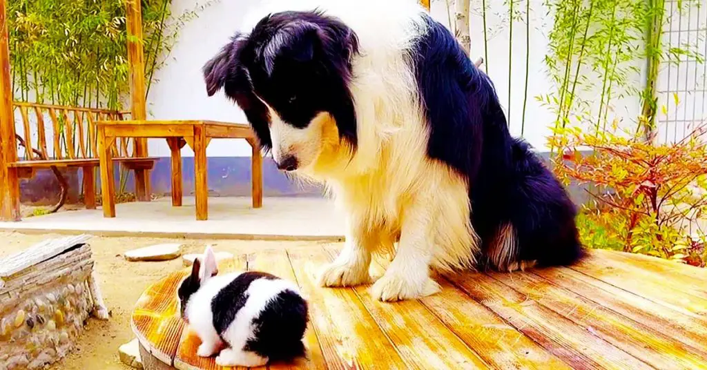 dog and bunny friends