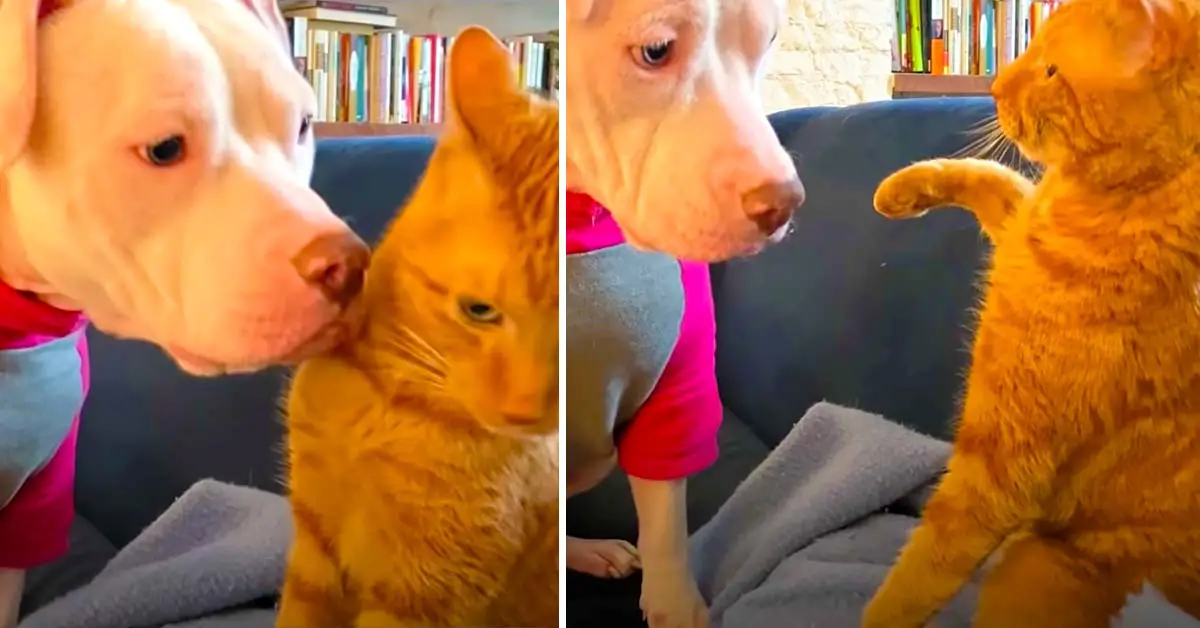 dog and cat