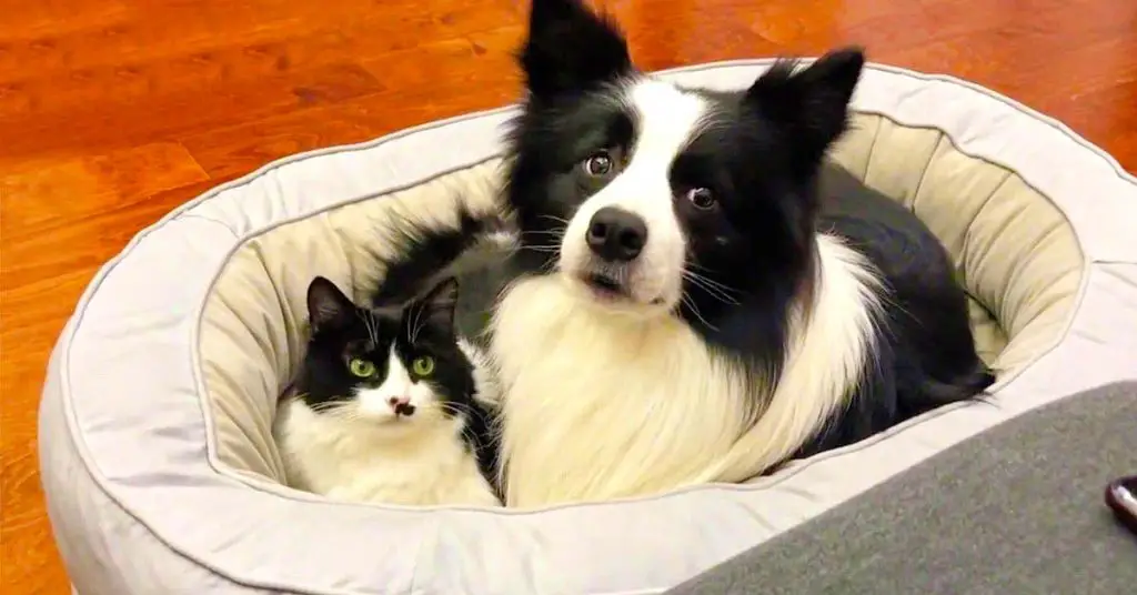 dog and cat