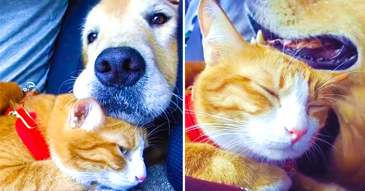 Dog And Cat Snuggle During Car Ride