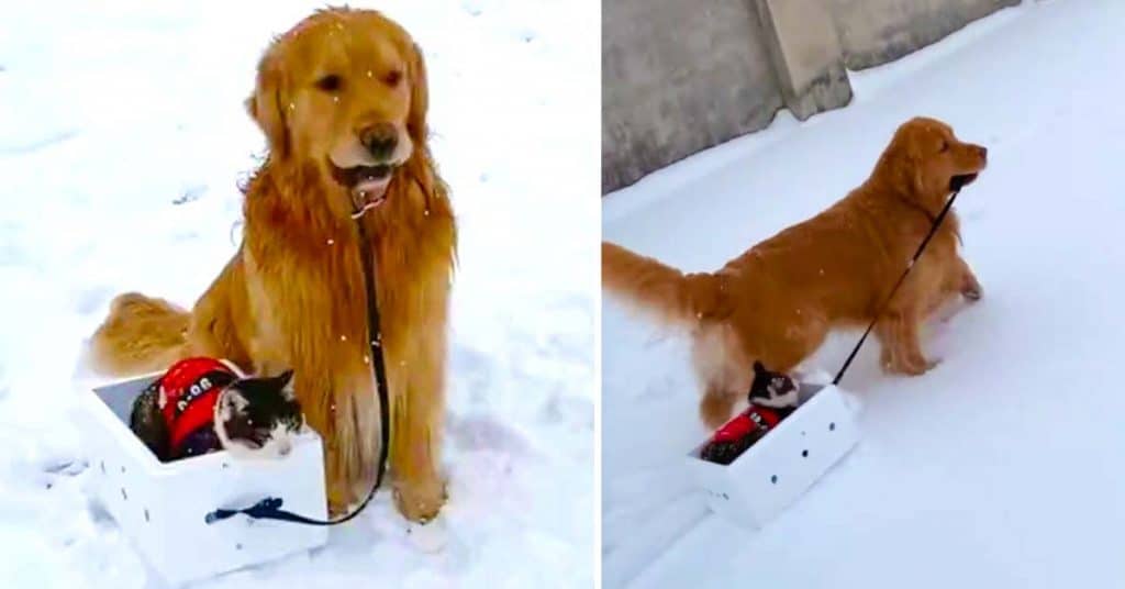 dog pulls cat on sled