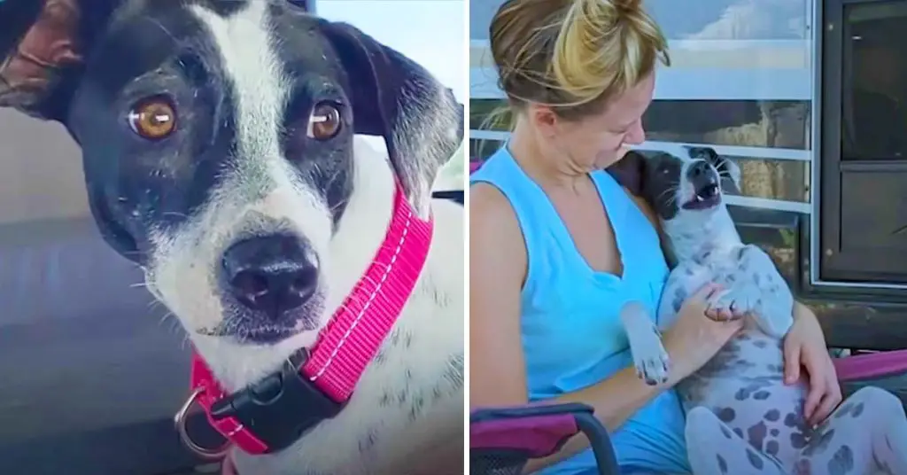 dog changes couple's life