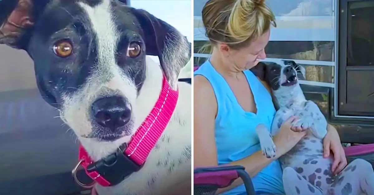 dog changes couple's life