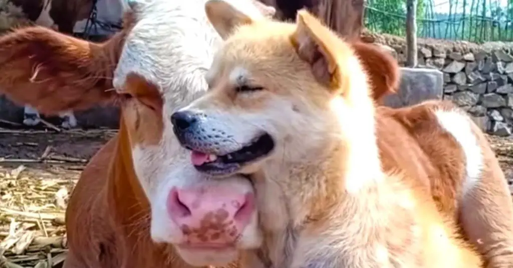 dog and cow