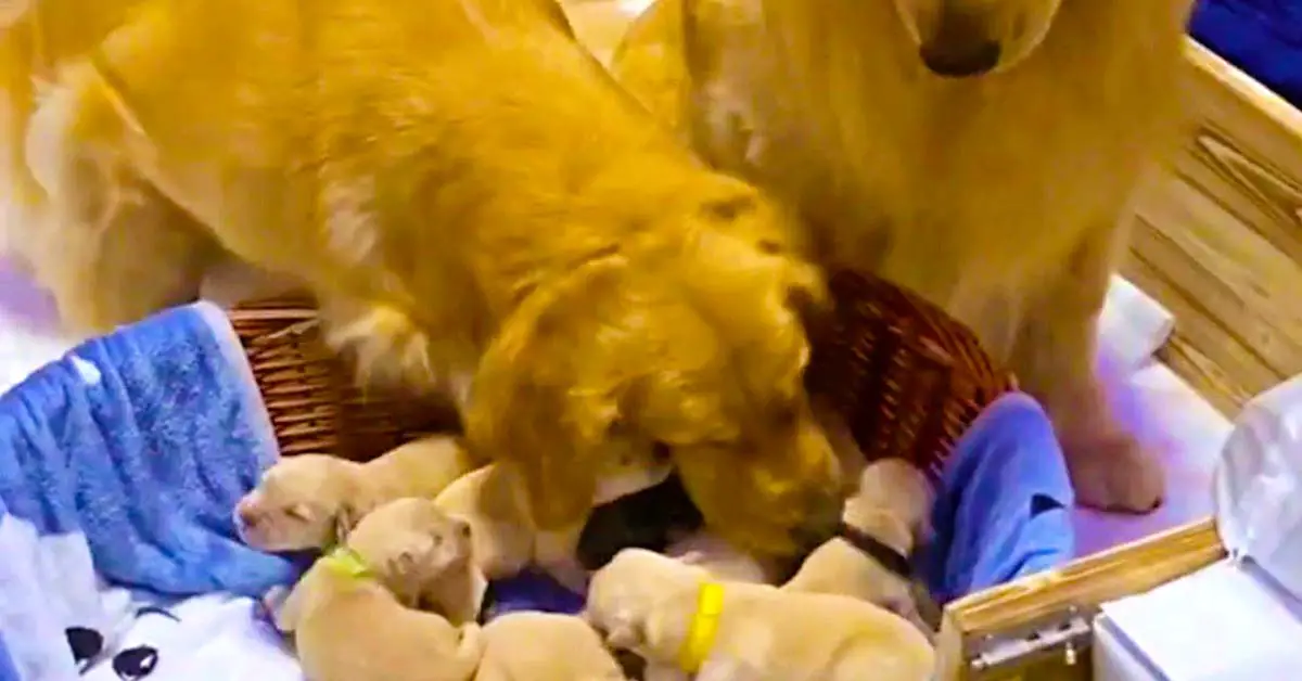new dog dad