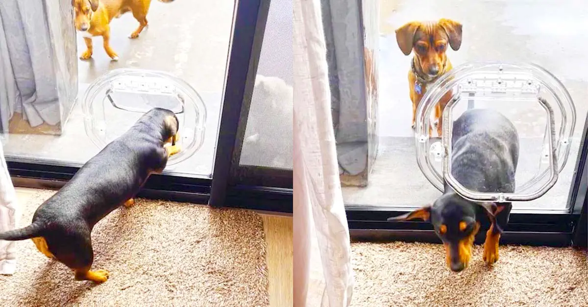 dog uses dog door