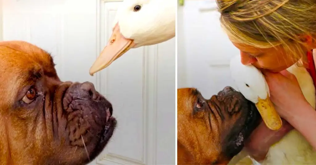 dog and duck