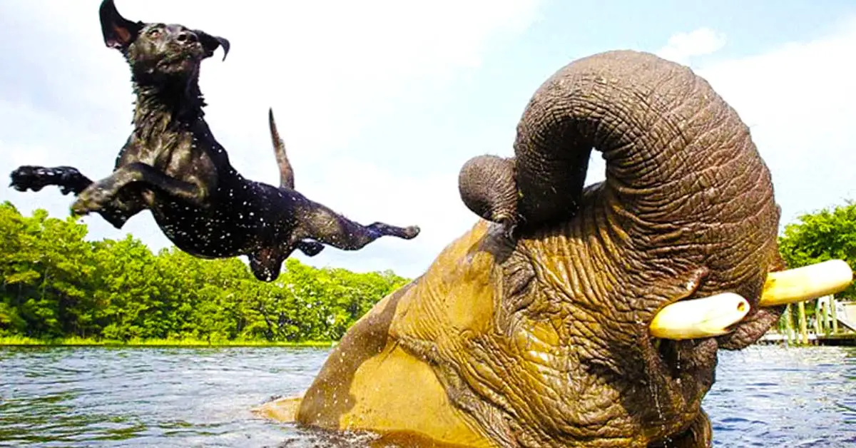 dog and elephant