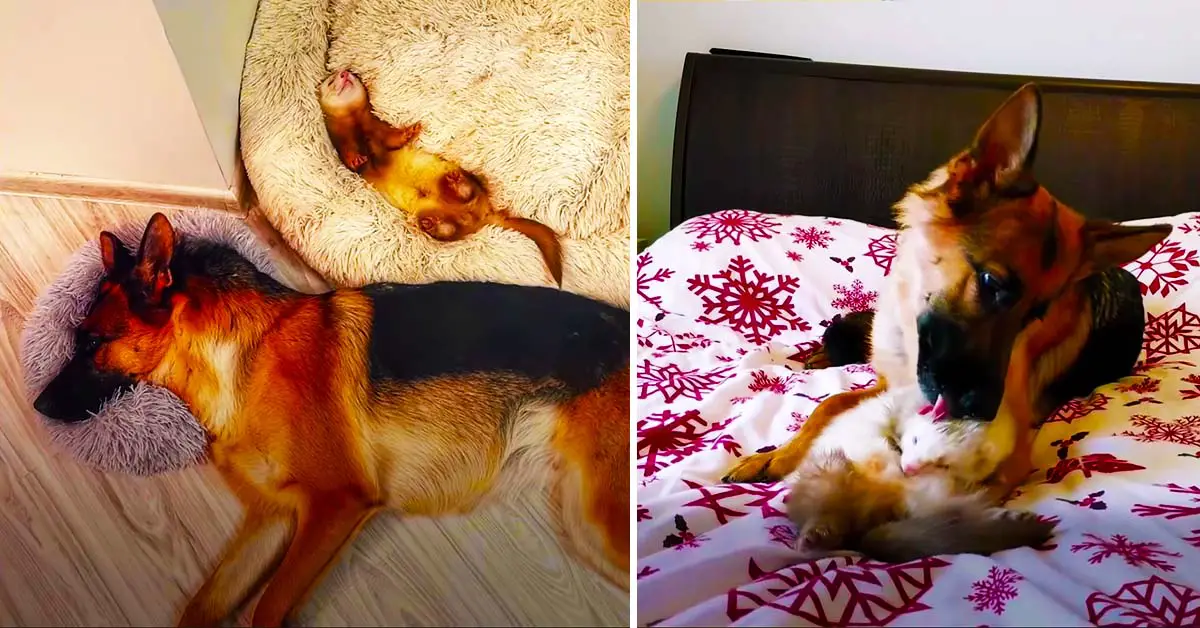 dog and ferret