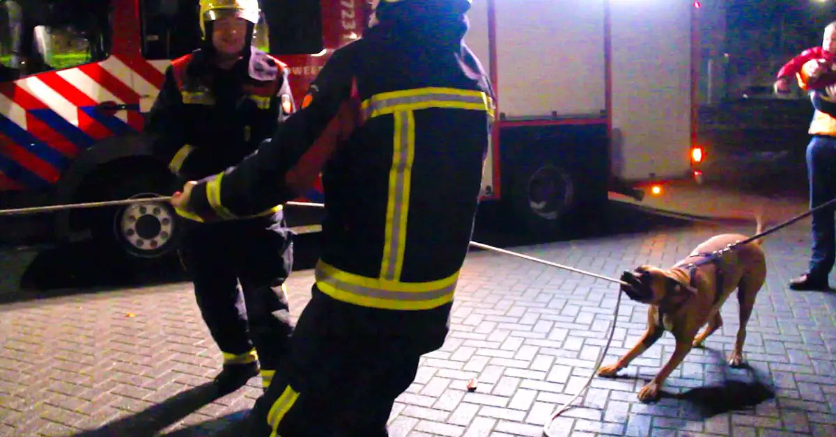 dog firefighter