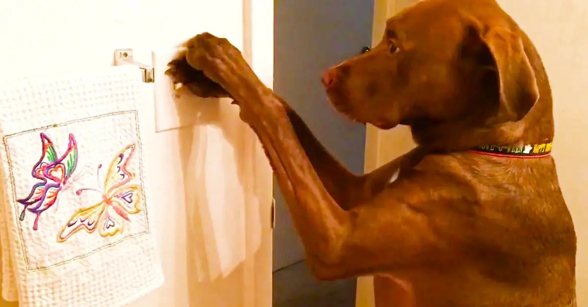 dog helps mom