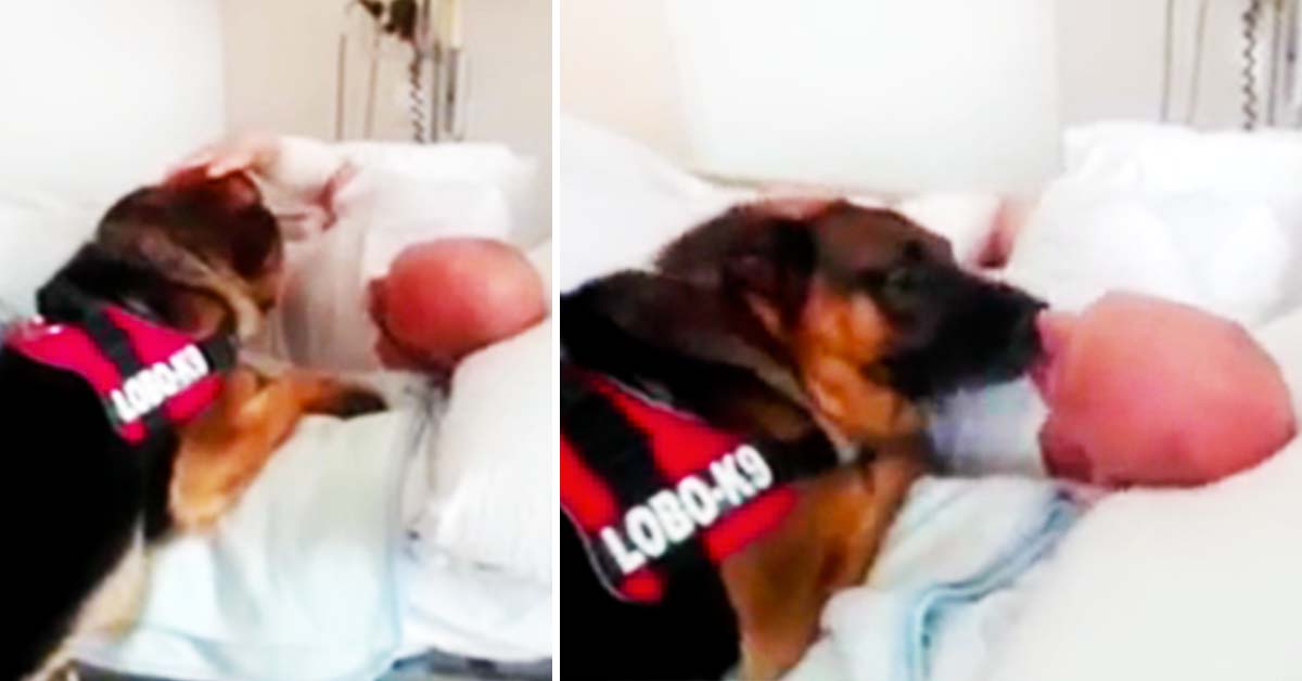 dog at hospital