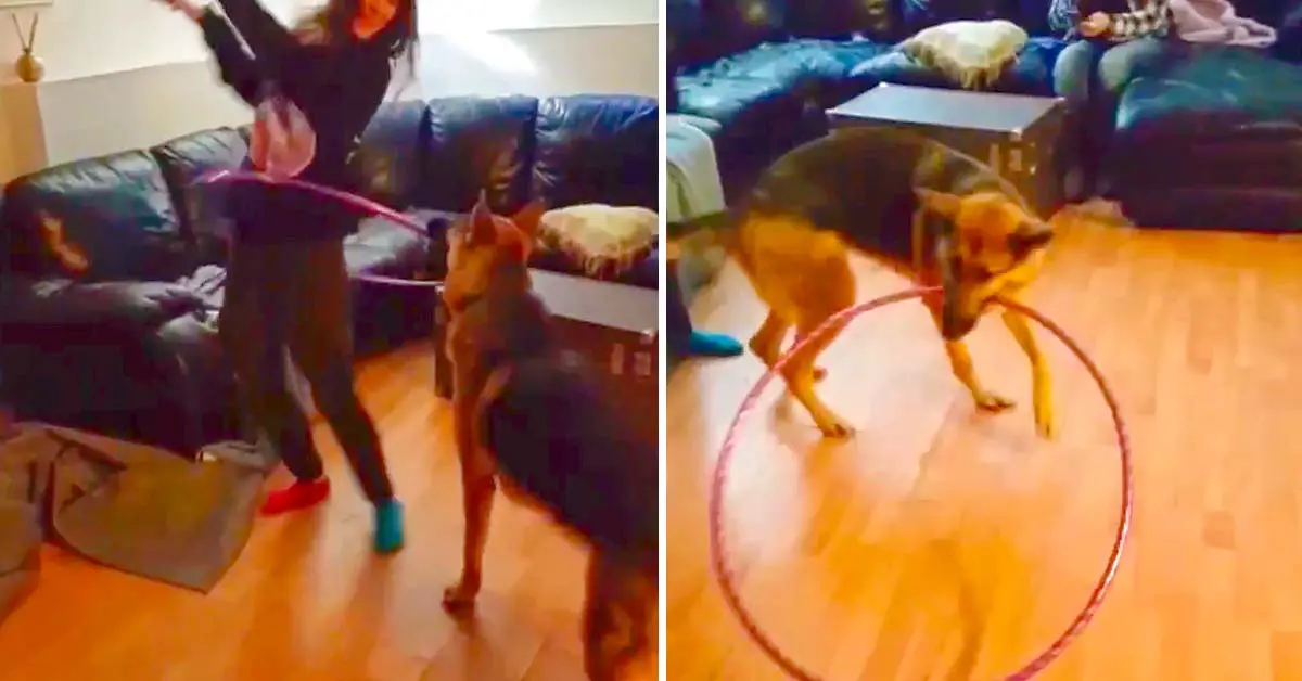 dog hula hoop
