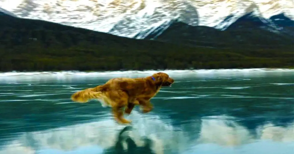 dog runs on ice