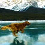dog runs on ice