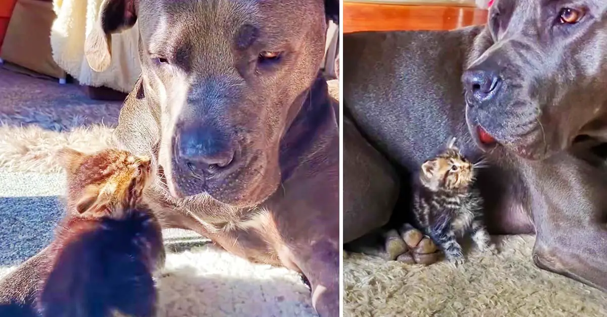 dog and kitten