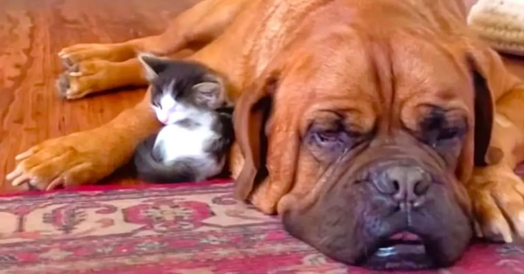 dog and kitten