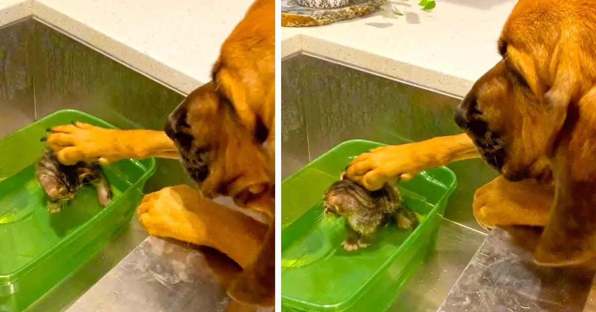 dog and kitten