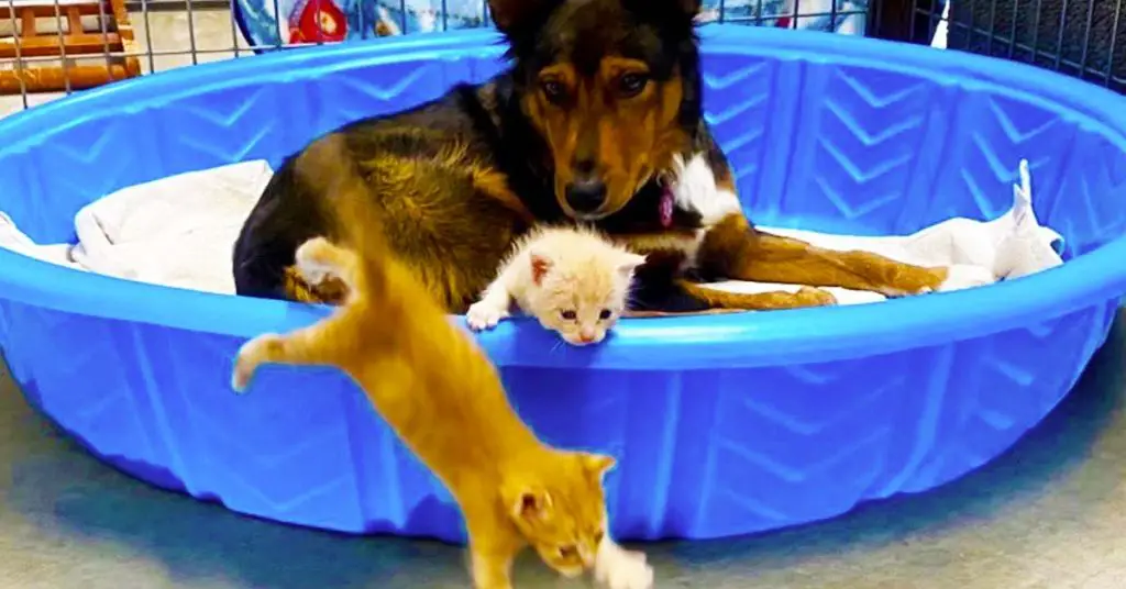 dog and kittens