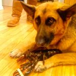 dog protects lobster