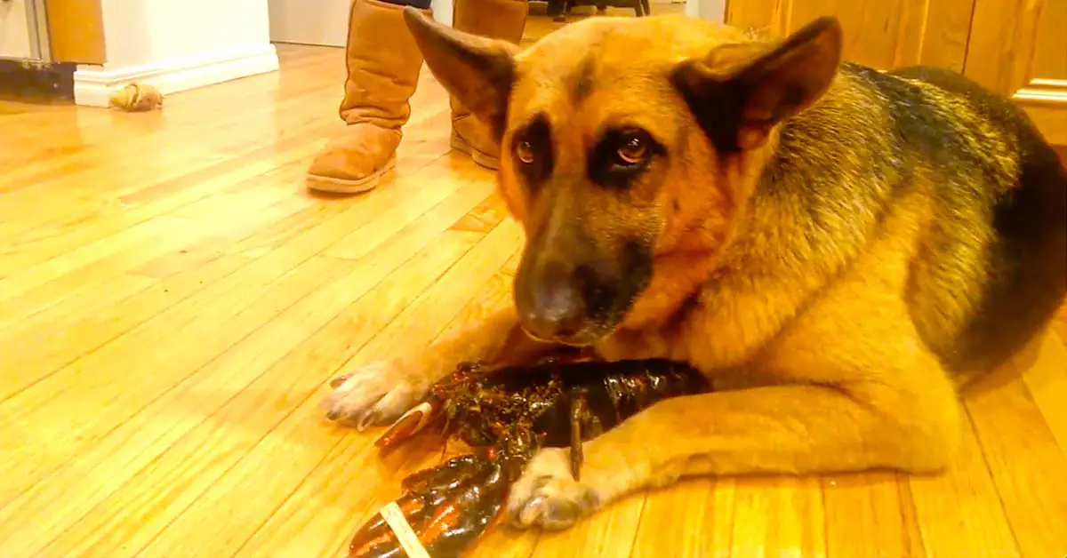 dog protects lobster