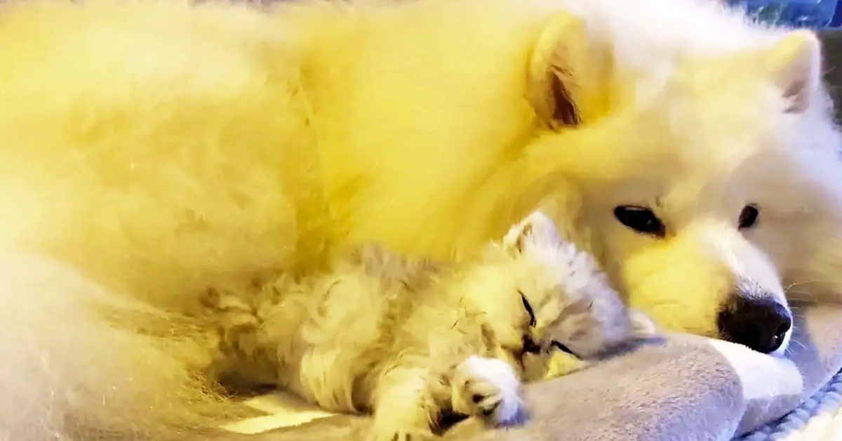 dog loves kitten