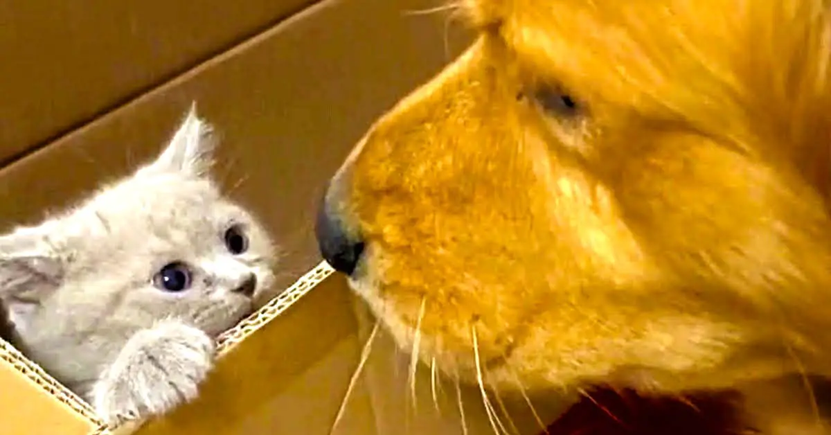 dog meets cat