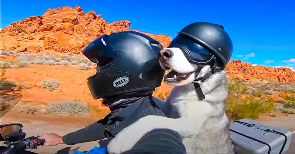 dog rides motorcycle