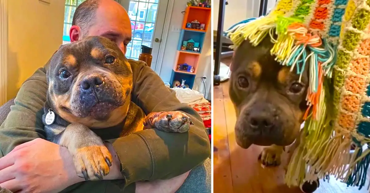 dog with no ears