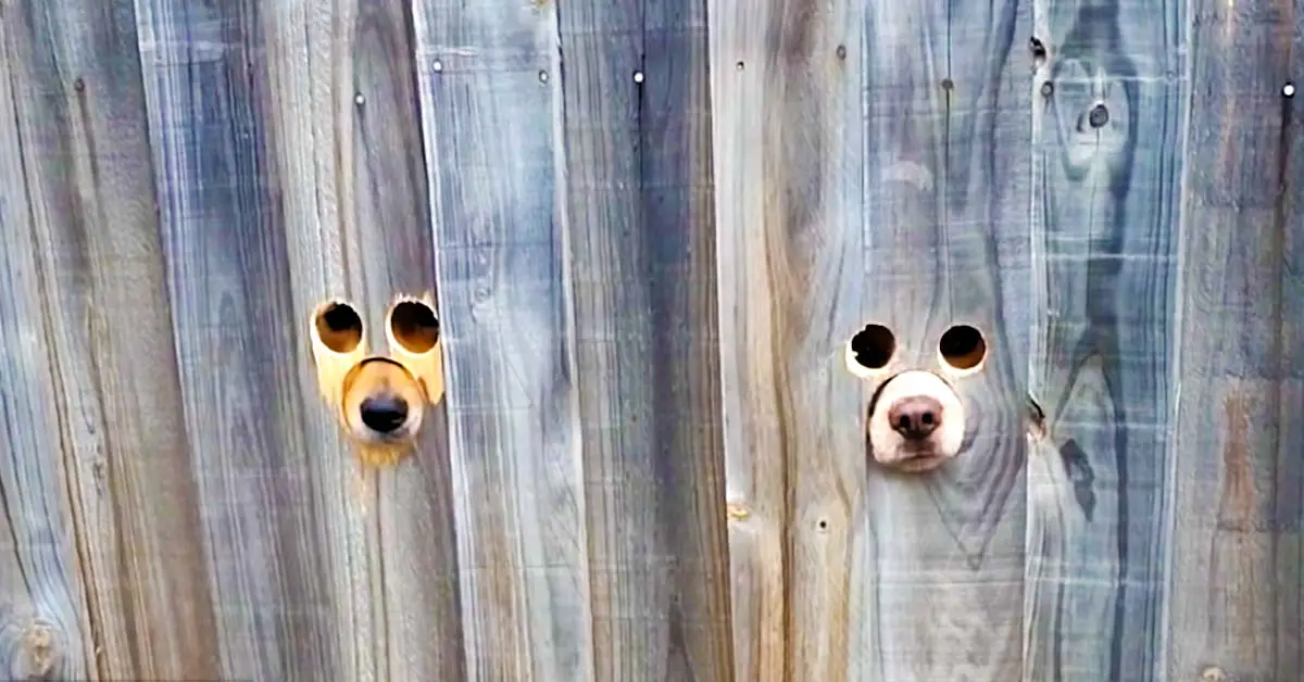 dog noses