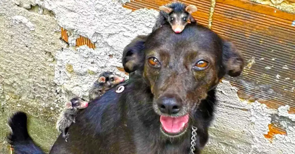 dog with baby opossums