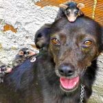 dog with baby opossums