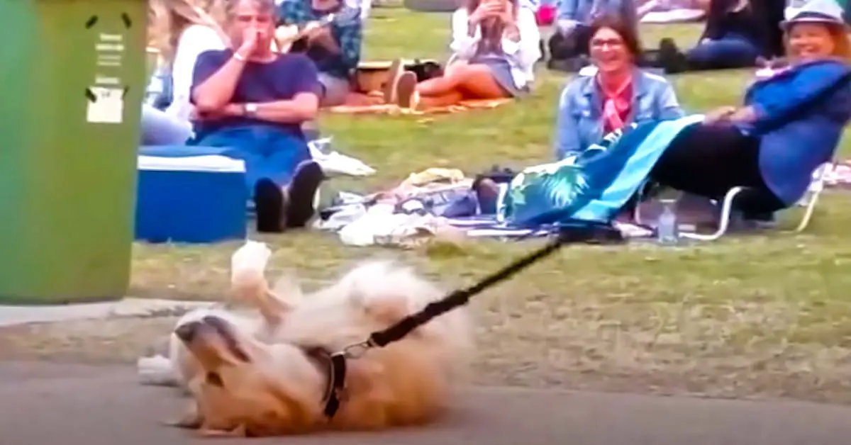 dog plays dead