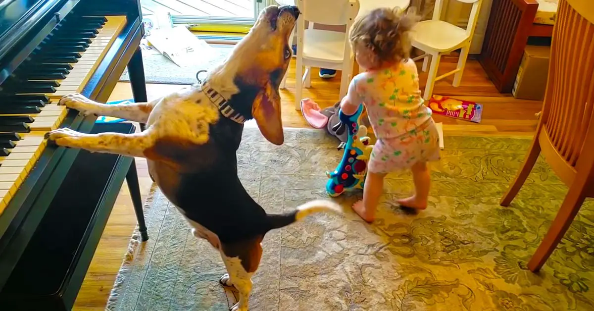 dog plays piano