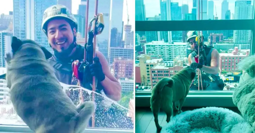 dog and window washer