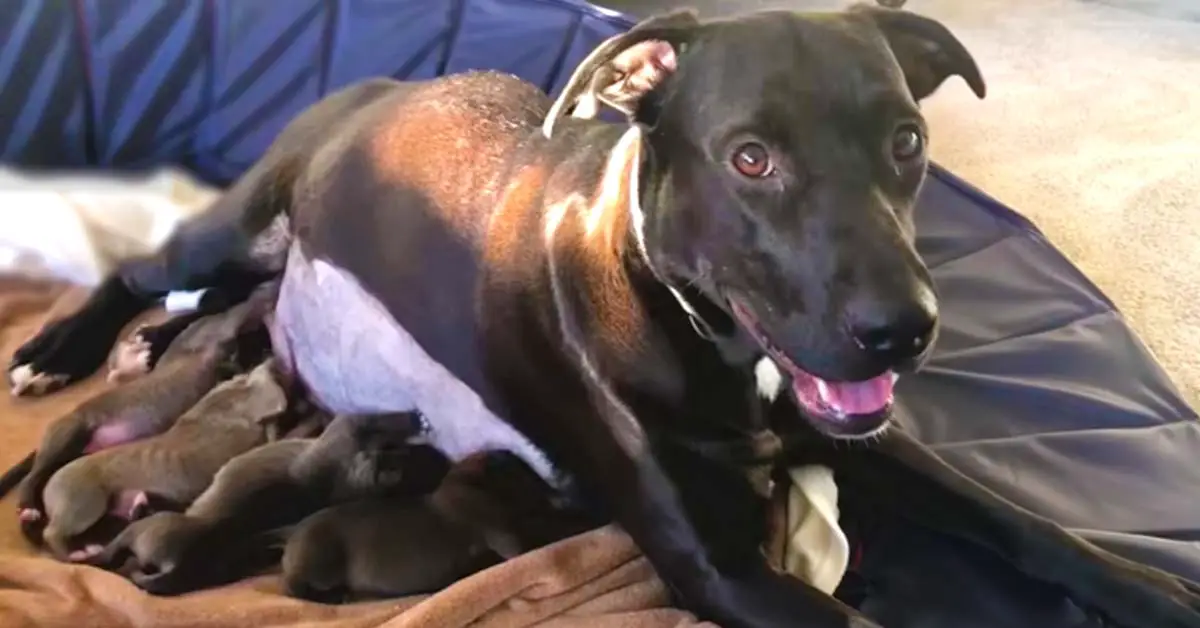 mom dog and puppies