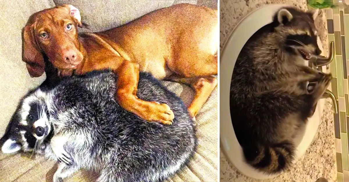 dog and raccoon