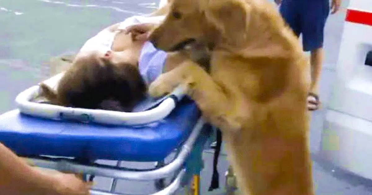 dog stays with owner