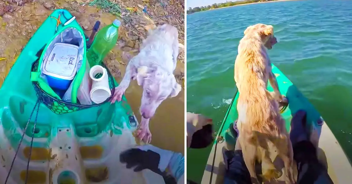 dog rescued
