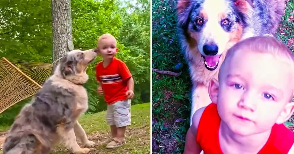 dog saves boy from snake