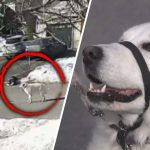dog saves owner
