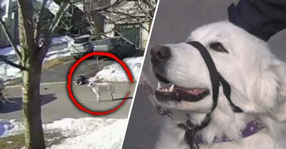 dog saves owner
