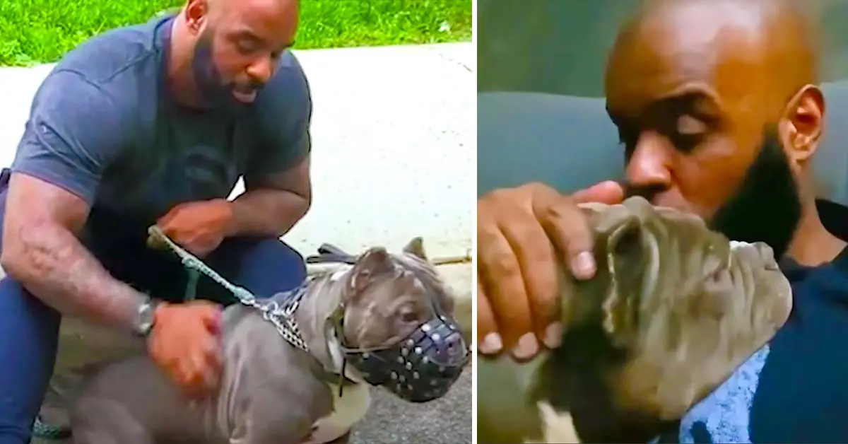 dog scared of men