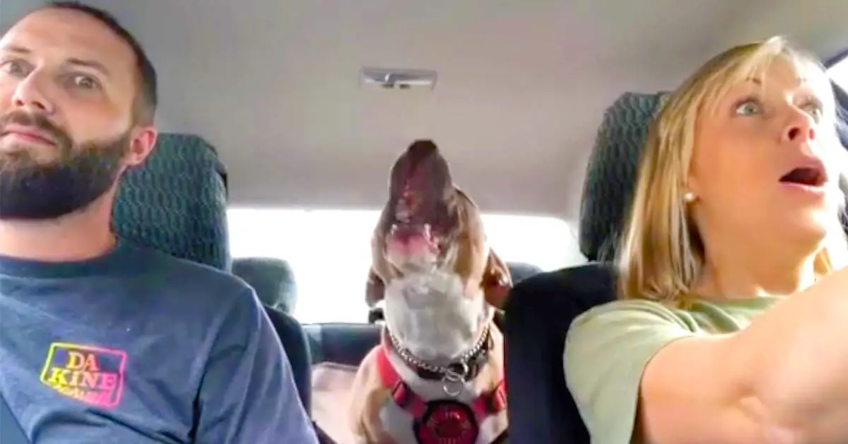 dog screams