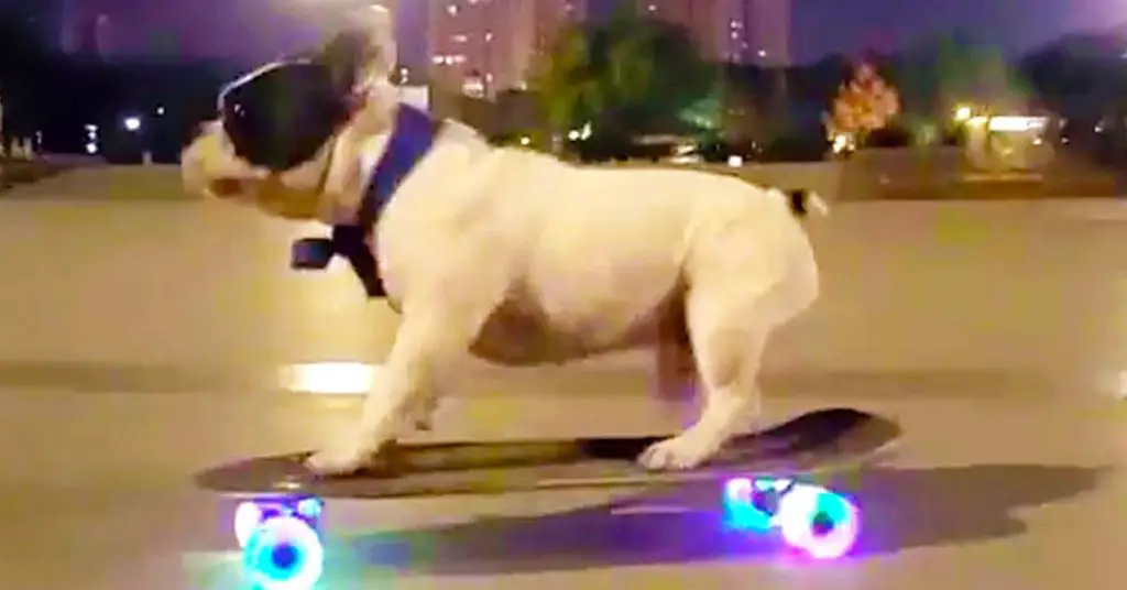 dog skateboards