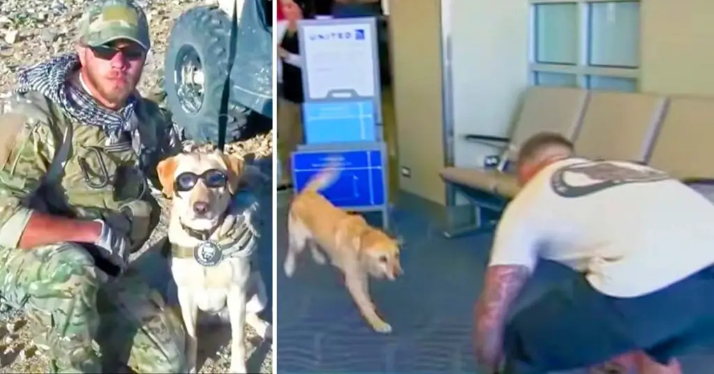 soldier and dog reunite