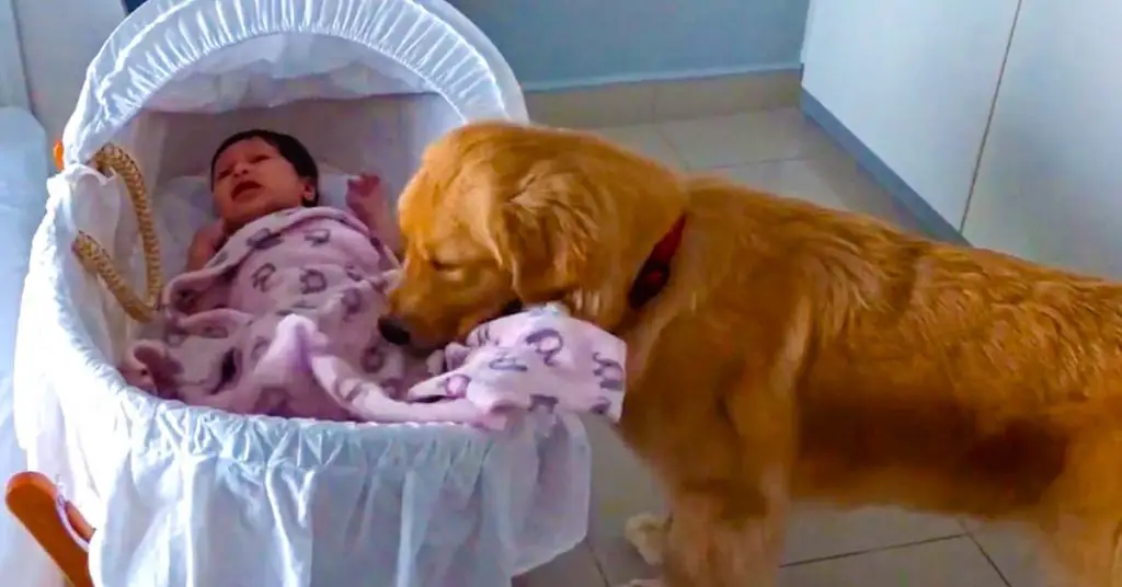 dog soothes baby